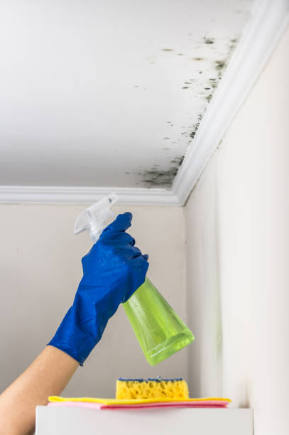 Best Post-Flood Mold Remediation in Flomaton, AL