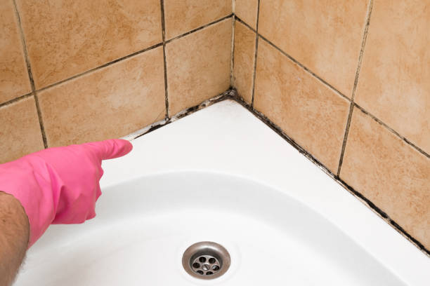 Best White Mold Remediation in Flomaton, AL